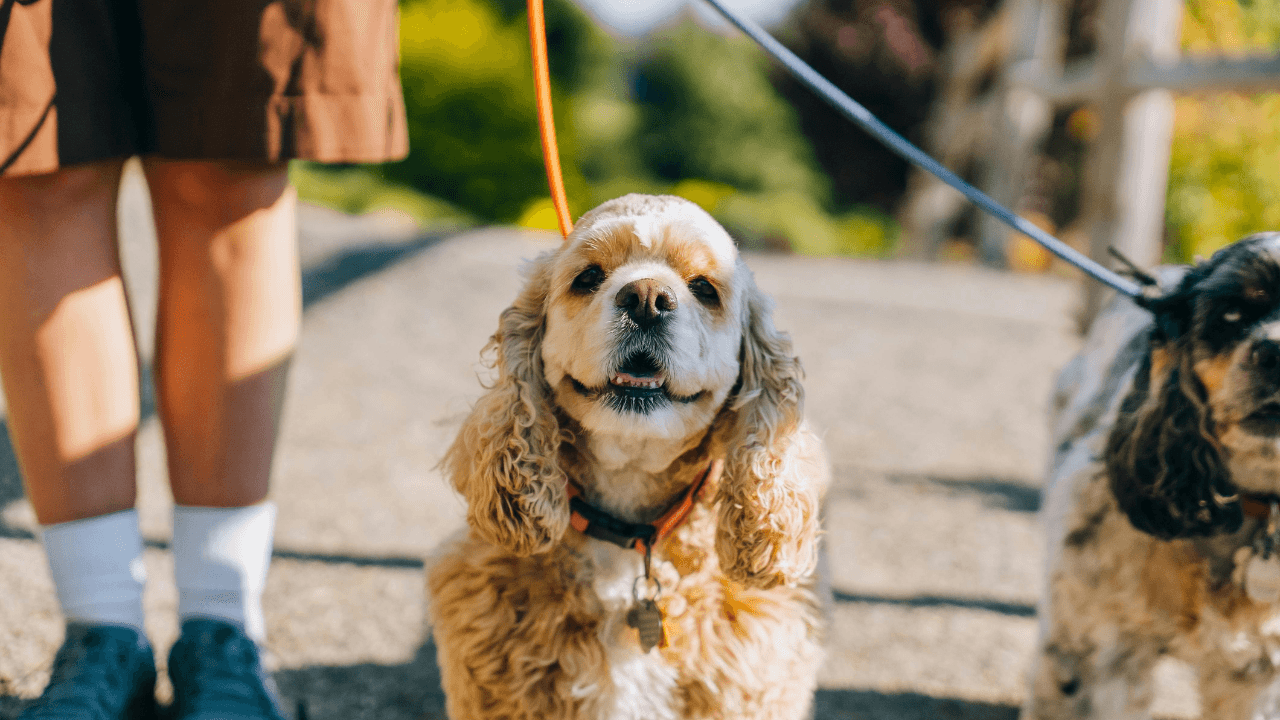 Two spaniels enjoying a sunny coastal walk with their owners